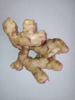Fresh ginger - Zingiber officinale from Malawi